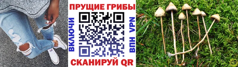 где можно купить наркотик  Нижний Тагил  Галлюциногенные грибы мицелий 